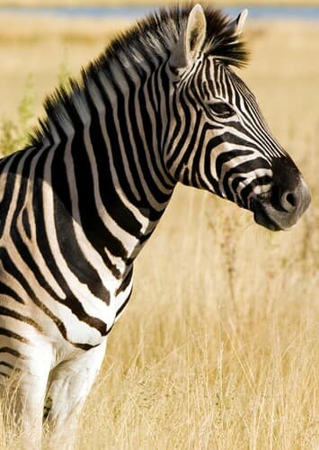Zebra