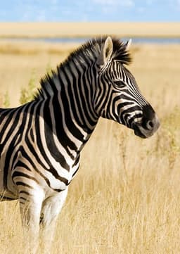Zebra