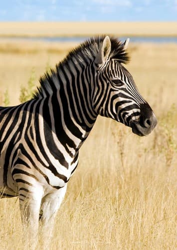 Zebra