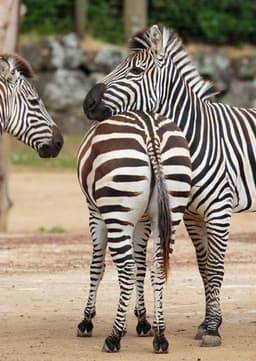 Zebra
