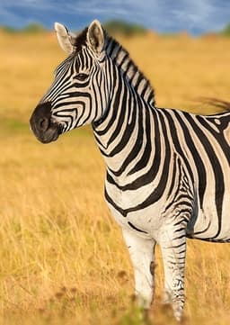 Zebra