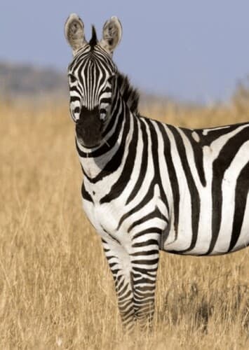 Zebra