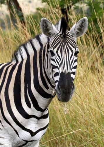 Zebra