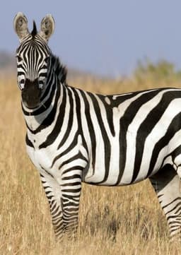 Zebra