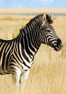 Zebra