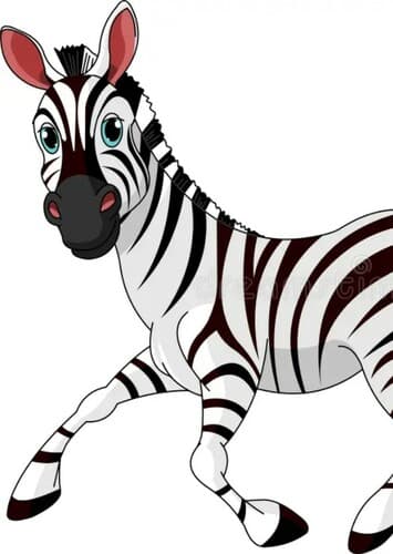 Zebra
