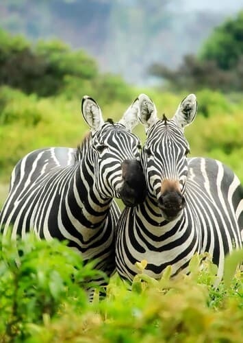 Zebra
