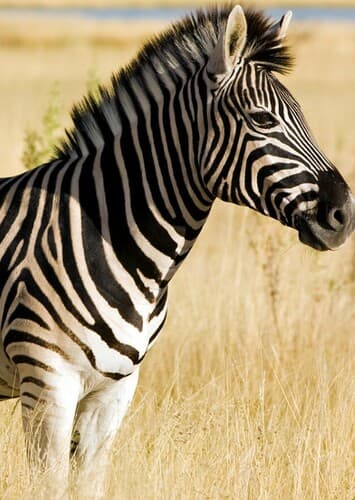 Zebra