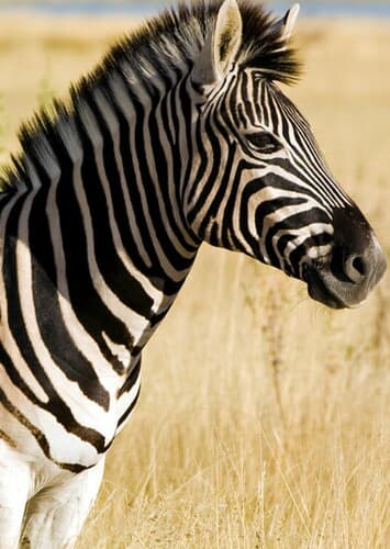 Zebra