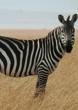 Zebra