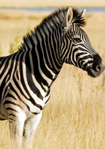 Zebra
