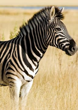 Zebra