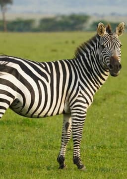 Zebra