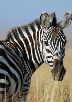 Zebra