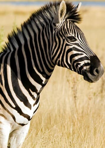 Zebra