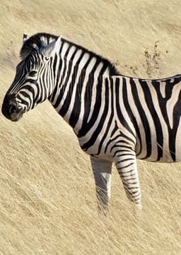 Zebra