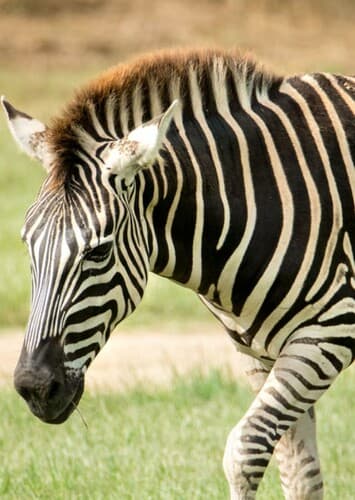 Zebra