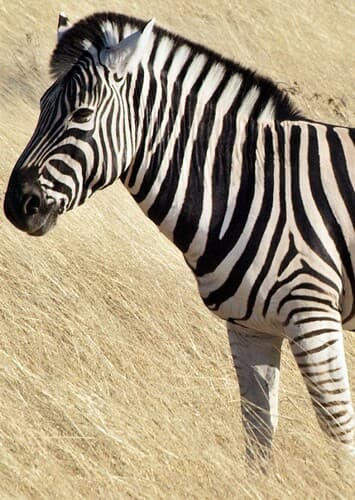 Zebra