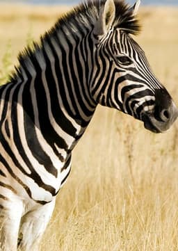 Zebra