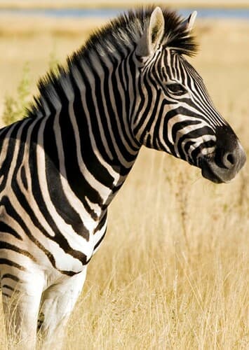 Zebra