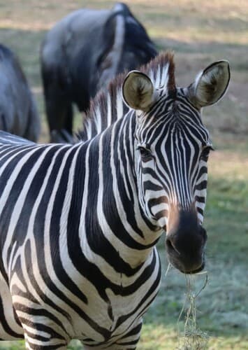 Zebra