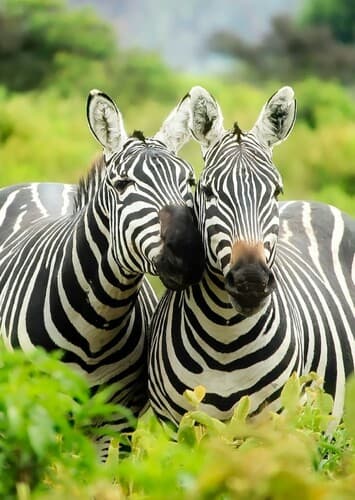 Zebra