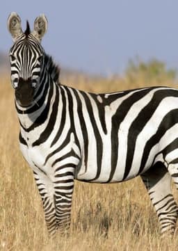 Zebra