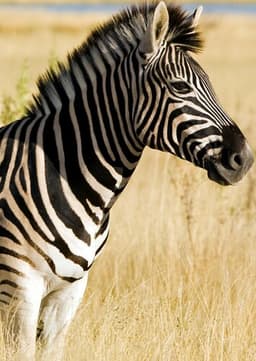 Zebra