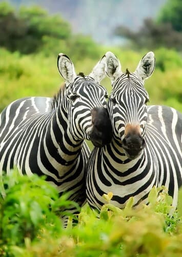 Zebra