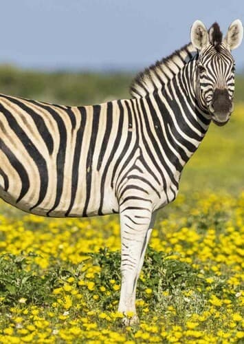 Zebra