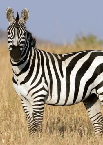 Zebra