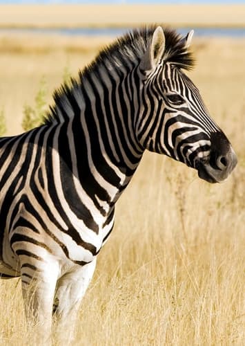 Zebra