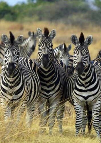 Zebras