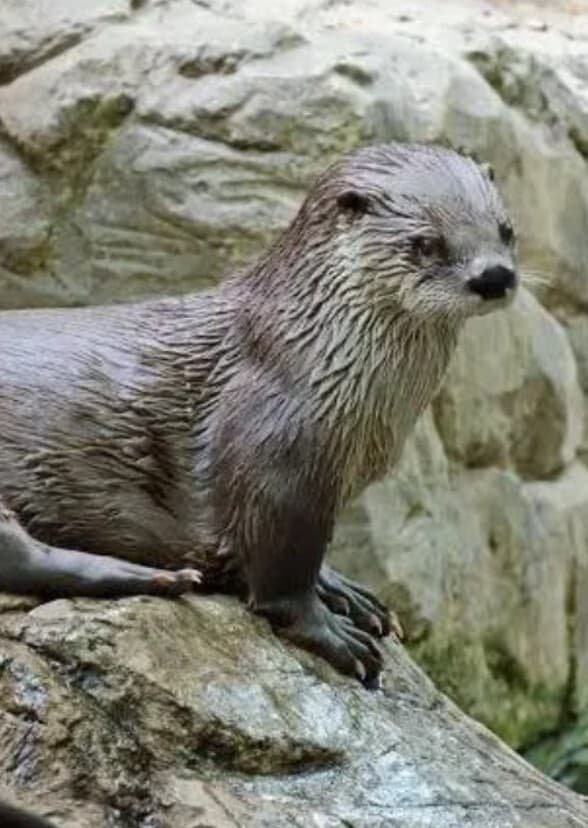 Piper Otter