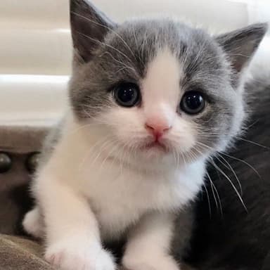 Peter Anthony Luke Kelly