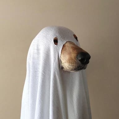 ghostdog1521