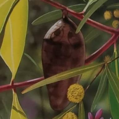 Milan Thai Tlach92801