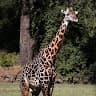 Twiga Giraffe