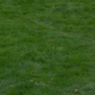 Lucrecia Tallatonium