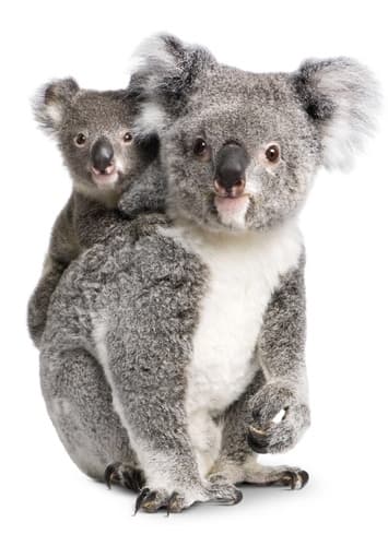 Koala
