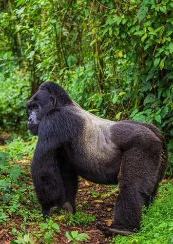 Gorilla