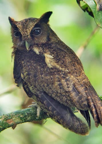 Black-Capped Screech Owl