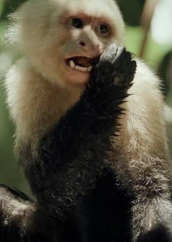 Capuchin Monkey