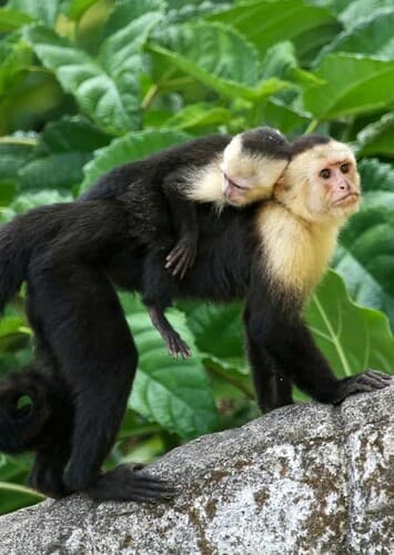 Capuchin Monkey