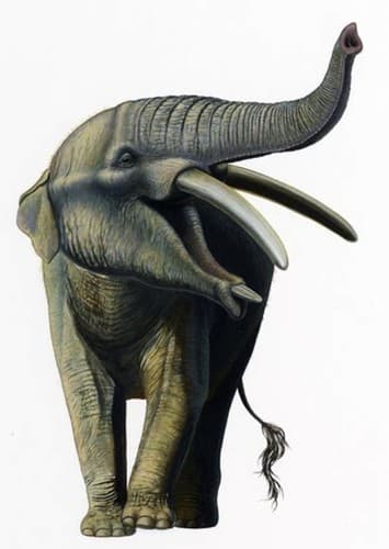 Gomphotherium
