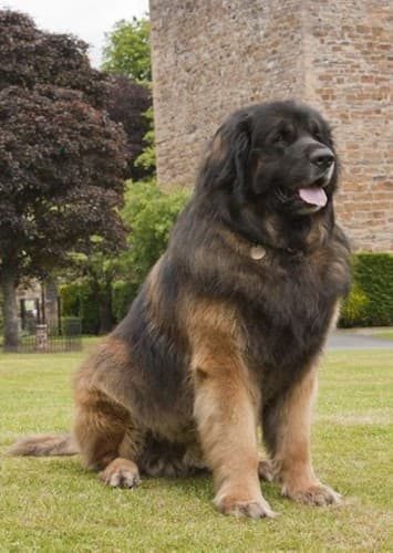 Leonberger