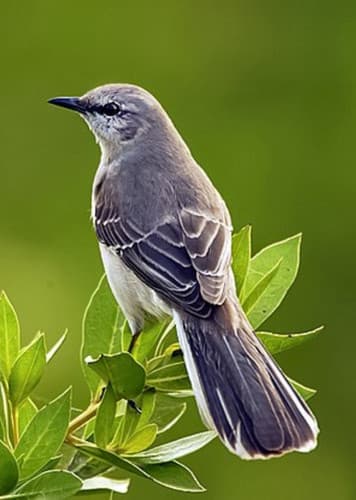 Mockingbird