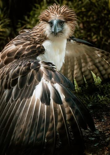 Philippine Eagle