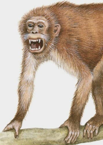 Pliopithecus