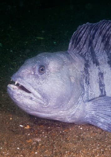 Wolffish #2